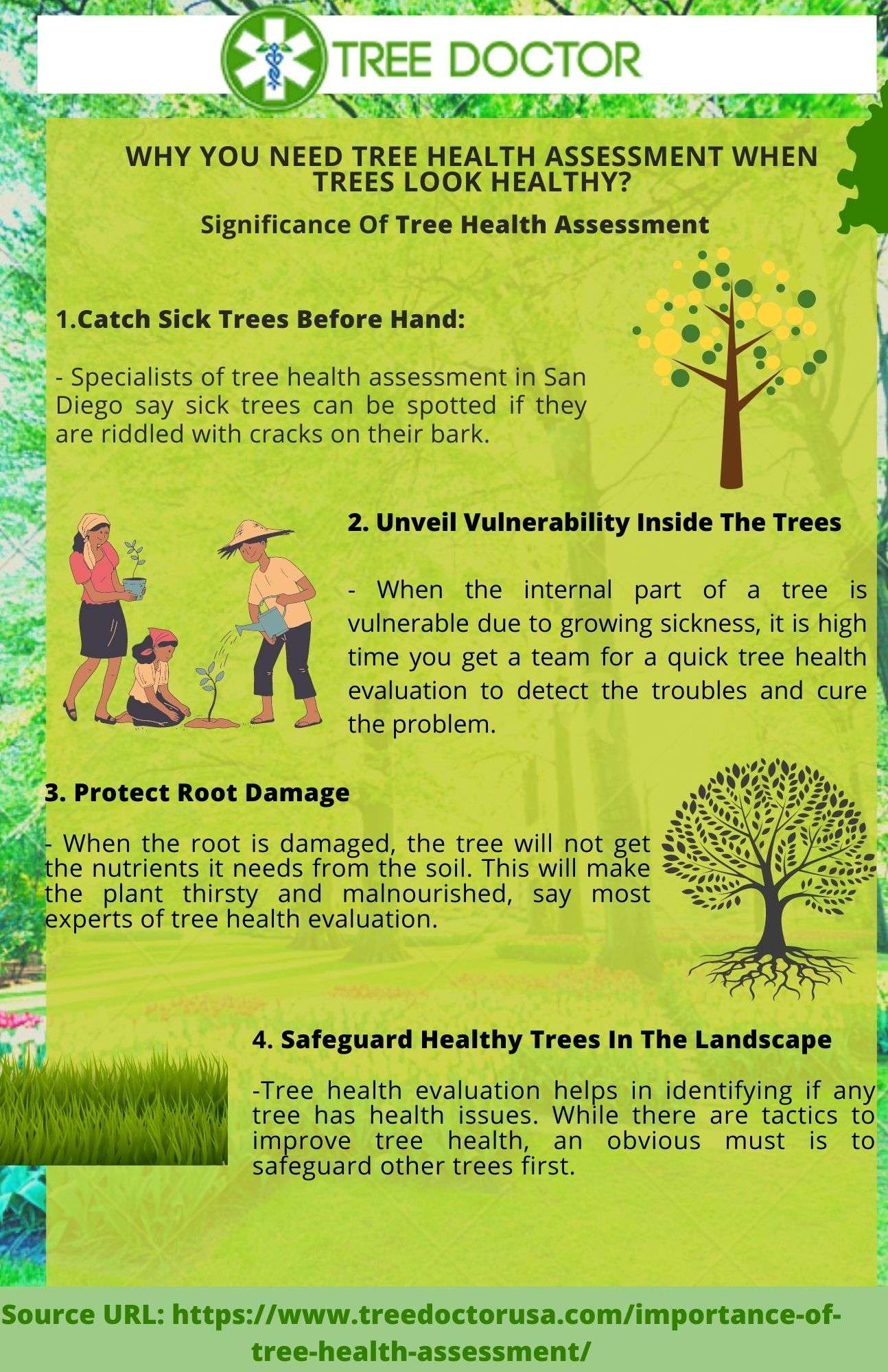 Tree Health Assessment Services In San Diego Tree Doctor USA