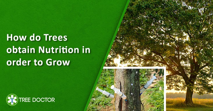 How Do Trees Obtain Nutrition In Order To Grow - Tree Doctor