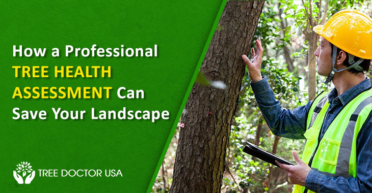 tree health assessment