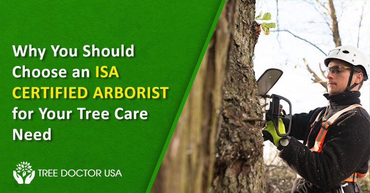 ISA Certified Arborist San Diego