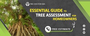 Tree Assessment