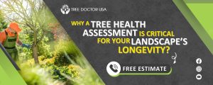 tree health assessment