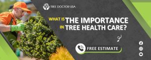 tree health care