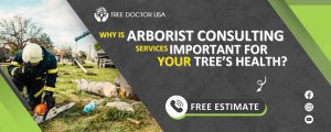 Arborist consulting in San Diego