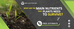 Tree Nutrition