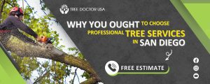 tree services in San Diego