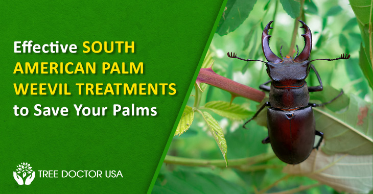 South American Palm Weevil Treatment