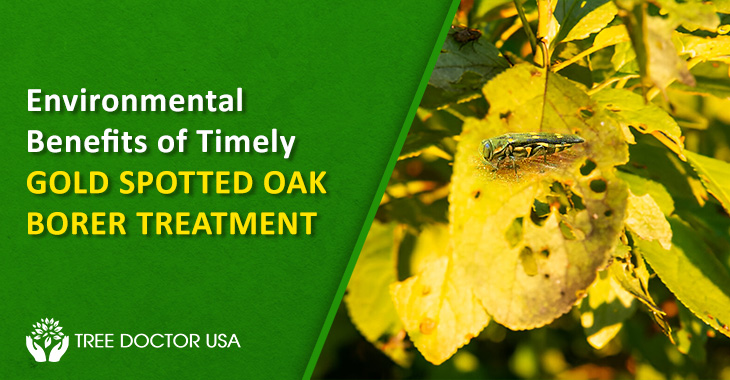 Gold Spotted Oak Borer Treatment