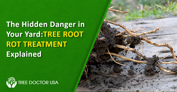 Tree Root Rot Treatment