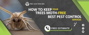 Moth Pest Control Service