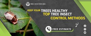 tree insect control