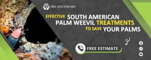 South American Palm Weevil treatment