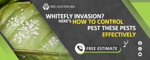 whitefly insect control