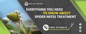 spider mites treatment