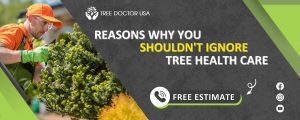 Tree health care