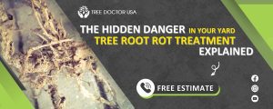 tree root rot treatment