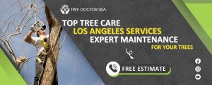 tree care in Los Angeles