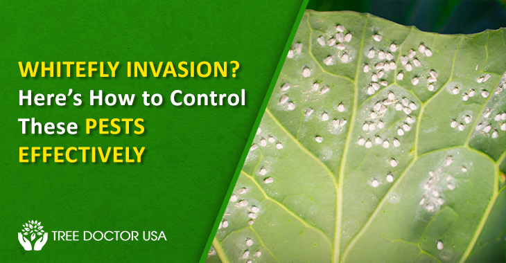 Whitefly Insect Control