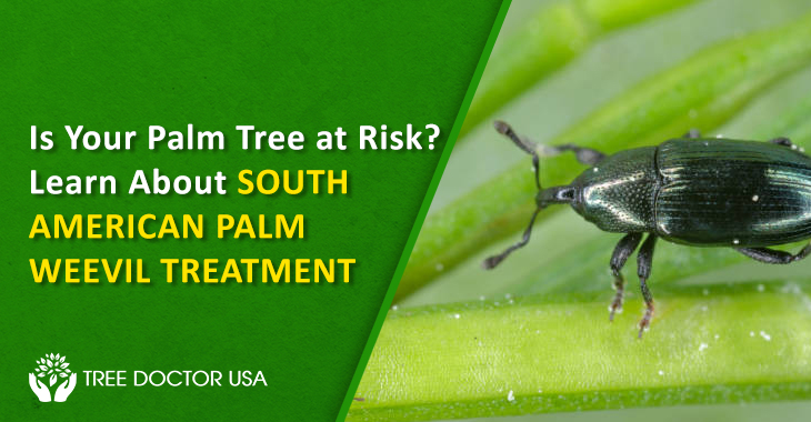 South American Palm Weevil Treatment