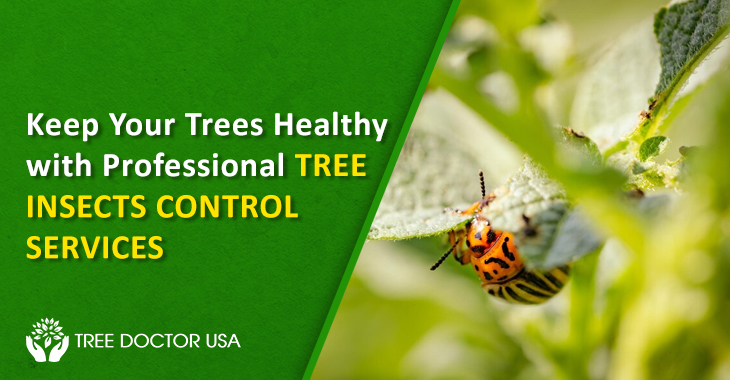 Tree Insects Control