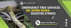 emergency tree services