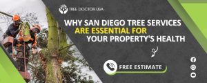 tree services in San Diego