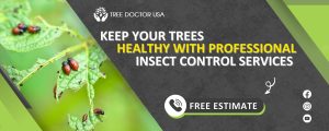 Tree insect control