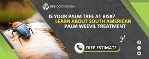 South American Palm Weevil treatment