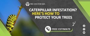 Caterpillar Pest Control