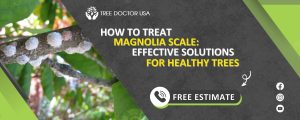 Magnolia Scale Treatment