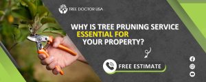 Tree Pruning Service