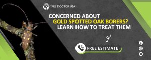 Gold Spotted Oak Borer treatment