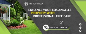 Tree Care Los Angeles