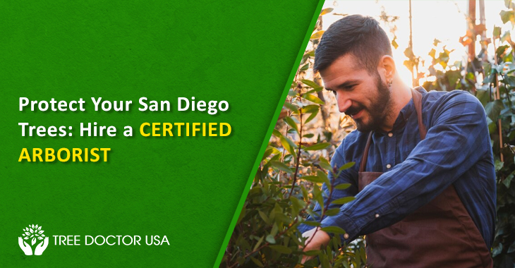 Protect Your San Diego Trees: Hire a Certified Arborist