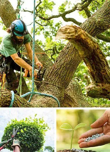 Tree Removal Service