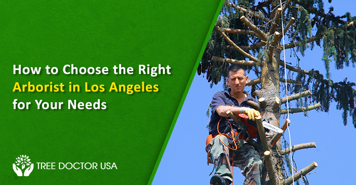 How to Choose the Right Arborist in Los Angeles for Your Needs