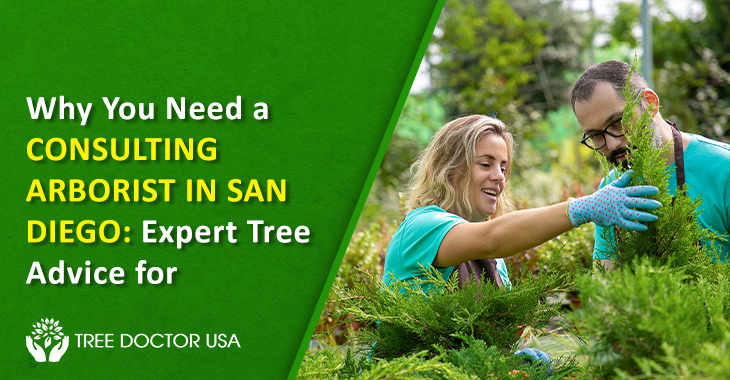 Consulting Arborist San Diego